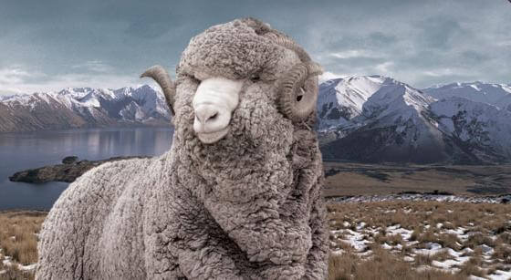 icebreaker-merino-sheep