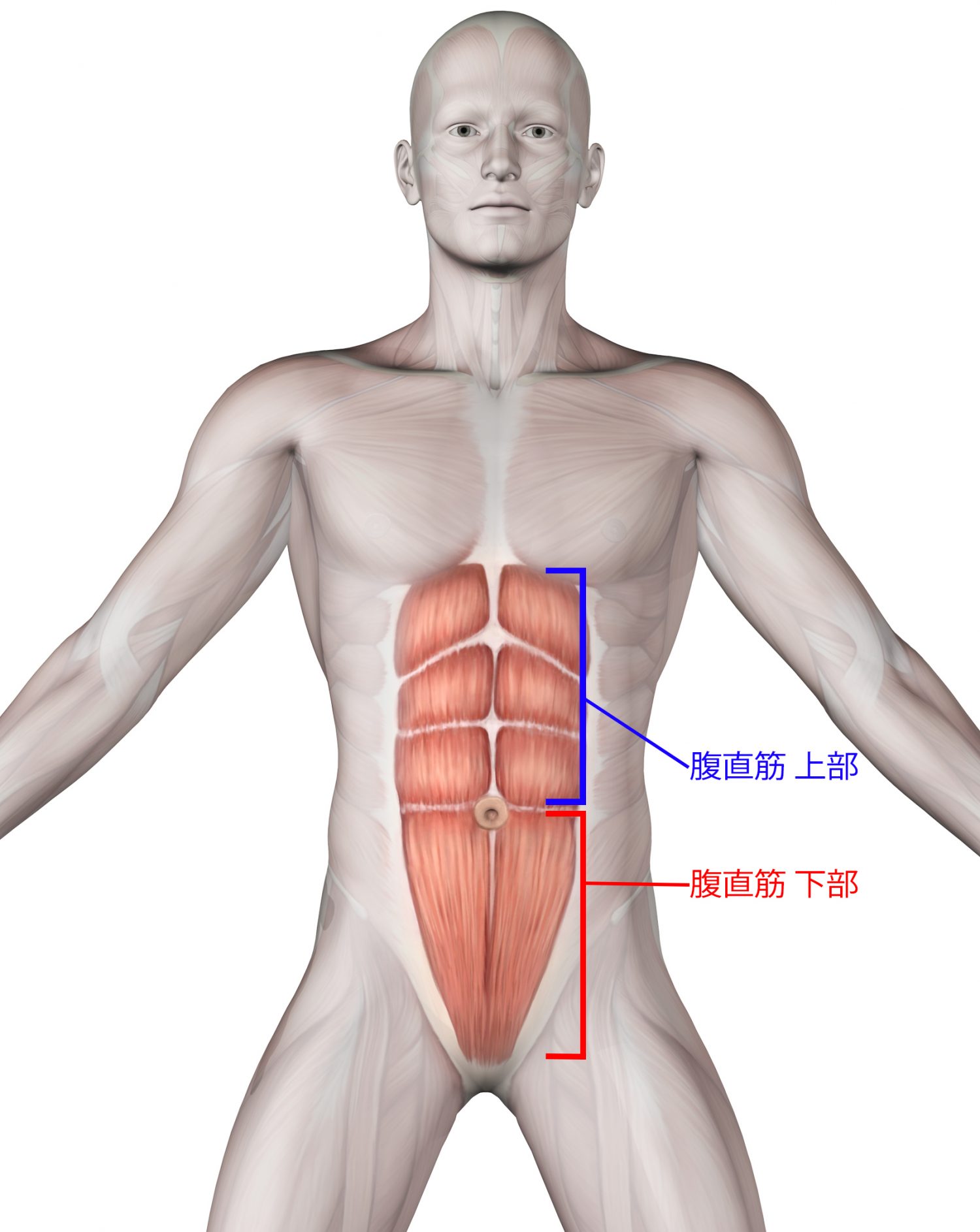 レッグレイズで下腹部を集中的に鍛える 正しいやり方 ポイントを解説 メンズファッションメディア Otokomaeotokomae 男前研究所