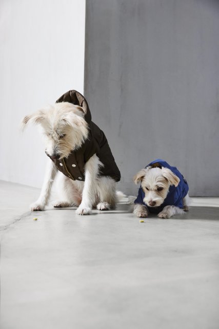 WoolRich DOG COLLECTION20