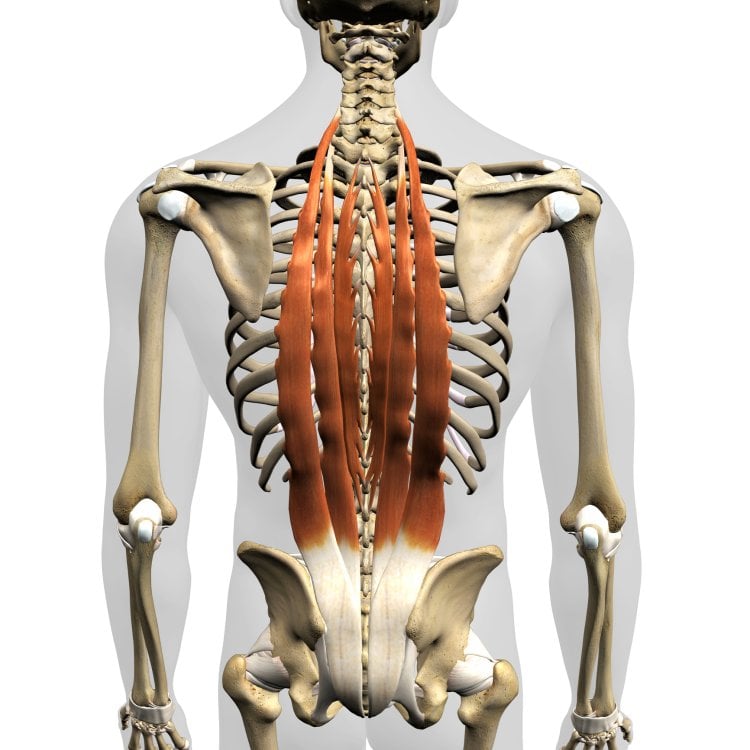 腹筋ローラーで鍛えられる筋肉④「脊柱起立筋」