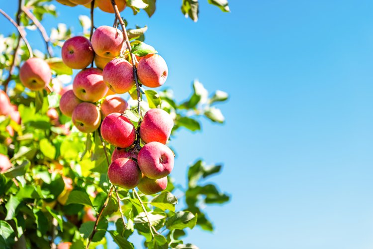apple tree (Malus pumila)